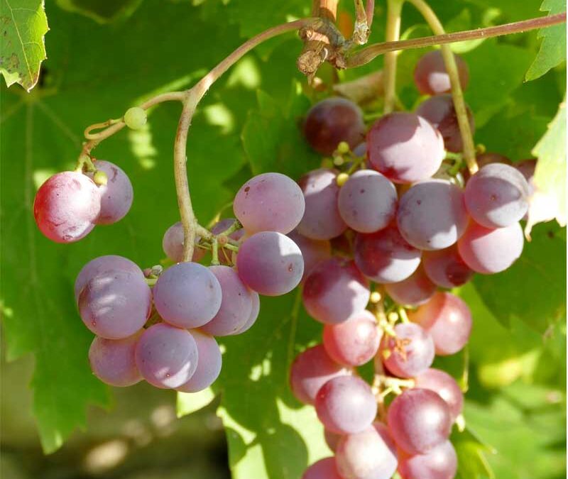 Clarté cistercienne